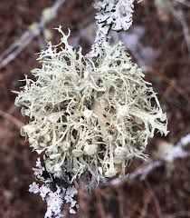 Attēlu rezultāti vaicājumam “Ramalina calicaris”