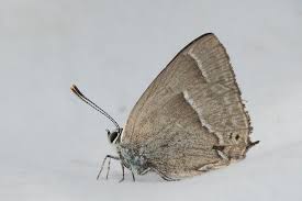 Attēlu rezultāti vaicājumam “Favonius quercus underside”