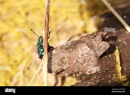 Attēlu rezultāti vaicājumam “Zicrona caerulea nymph”