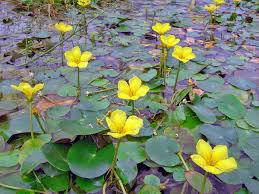 Image result for Seekanne