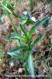 Attēlu rezultāti vaicājumam “Viola arvensis leaf”