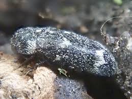 Attēlu rezultāti vaicājumam “Megatoma undata”