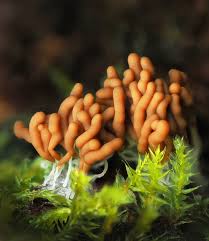 Attēlu rezultāti vaicājumam “Ceratiomyxa fruticulosa sessile”