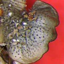 Attēlu rezultāti vaicājumam “Punctelia subrudecta”