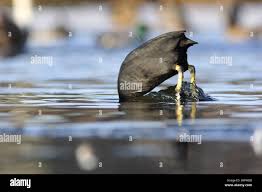 Attēlu rezultāti vaicājumam “Fulica atra adult”