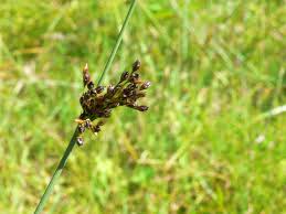 Attēlu rezultāti vaicājumam “Juncus inflexus bud”
