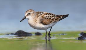 Attēlu rezultāti vaicājumam “Calidris minuta”