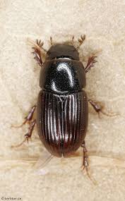 Attēlu rezultāti vaicājumam “Aphodius subterraneus”