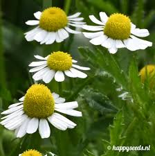 Image result for Kamille