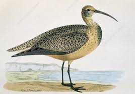 Image result for Numenius borealis