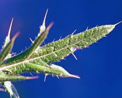 Attēlu rezultāti vaicājumam “Cirsium vulgare”