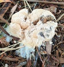 Attēlu rezultāti vaicājumam “Fuligo septica var. rosea spores”