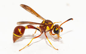 Attēlu rezultāti vaicājumam “Eumenes sp.”