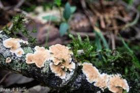 Attēlu rezultāti vaicājumam “Corticium roseum”