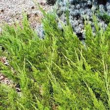 Attēlu rezultāti vaicājumam “Juniperus sabina”