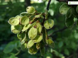 Attēlu rezultāti vaicājumam “Ulmus laevis fruit”