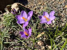 Attēlu rezultāti vaicājumam “Crocus tommasinianus flower”