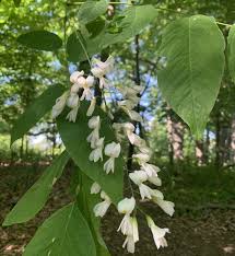 Attēlu rezultāti vaicājumam “Cladrastis kentukea”