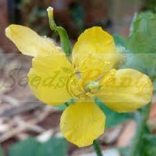 Attēlu rezultāti vaicājumam “Chelidonium majus bud”