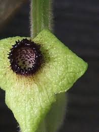 Attēlu rezultāti vaicājumam “Aristolochia durior flower”