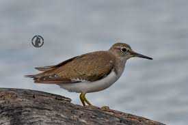 Attēlu rezultāti vaicājumam “Actitis hypoleucos”