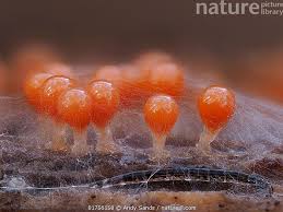 Attēlu rezultāti vaicājumam “Hemitrichia decipiens”