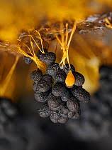 Attēlu rezultāti vaicājumam “Physaraceae”