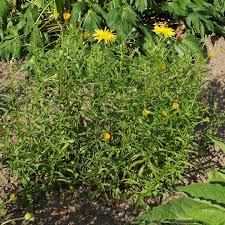 Image result for Buphthalmum salicifolium