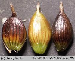 Attēlu rezultāti vaicājumam “Carex chordorhiza”