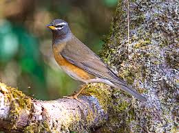 Image result for Turdus obscurus