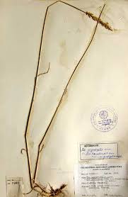 Attēlu rezultāti vaicājumam “Poa angustifolia”