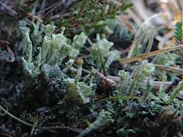 Attēlu rezultāti vaicājumam “Cladonia coccifera”