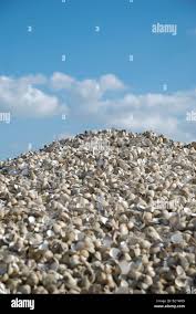 Image result for mountain top seashell