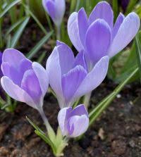 Attēlu rezultāti vaicājumam “Crocus vernus subsp. vernus”