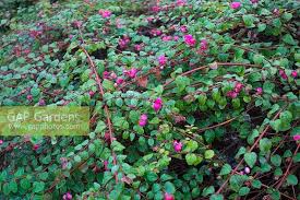 Attēlu rezultāti vaicājumam “Symphoricarpos x chenaultii”