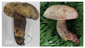 Attēlu rezultāti vaicājumam “Hypomyces chrysospermus”
