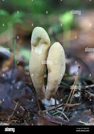 Attēlu rezultāti vaicājumam “Clavariadelphus ligula”