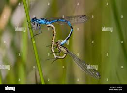 Attēlu rezultāti vaicājumam “Enallagma cyathigerum male”