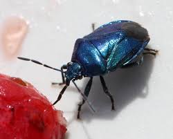 Attēlu rezultāti vaicājumam “Zicrona caerulea”