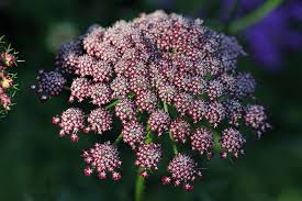Attēlu rezultāti vaicājumam “Daucus sativus flower”