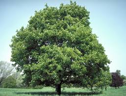 Attēlu rezultāti vaicājumam “Acer platanoides fo. schwedleri”