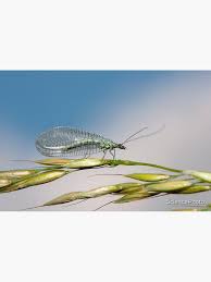 Attēlu rezultāti vaicājumam “Chrysopa”