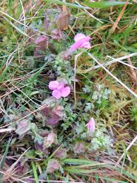 Attēlu rezultāti vaicājumam “Pedicularis palustris fruit”