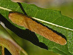 Attēlu rezultāti vaicājumam “Tenthredo mandibularis larva”