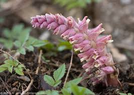 Attēlu rezultāti vaicājumam “Lathraea squamaria bud”