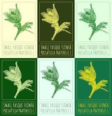 Attēlu rezultāti vaicājumam “Pulsatilla pratensis leaf”