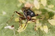 Attēlu rezultāti vaicājumam “Deraeocoris ruber”