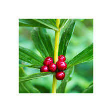 Attēlu rezultāti vaicājumam “Polygonatum verticillatum”