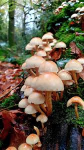 Attēlu rezultāti vaicājumam “Hypholoma sp.”