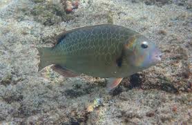 Image result for Calotomus carolinus